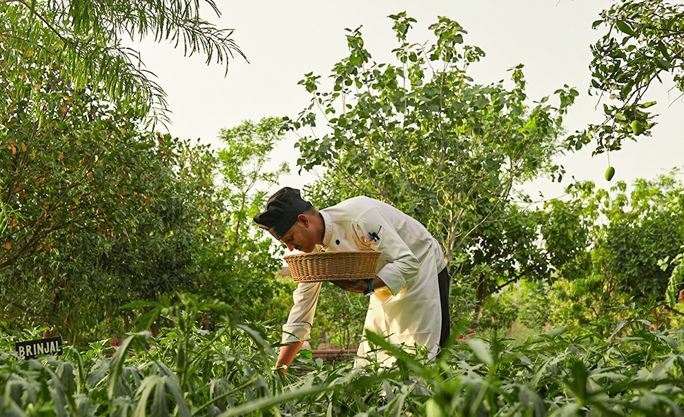 Utsav Camp Chef in Garden